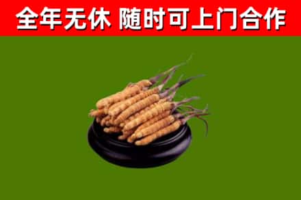 津南区烟酒回收冬虫夏草.jpg